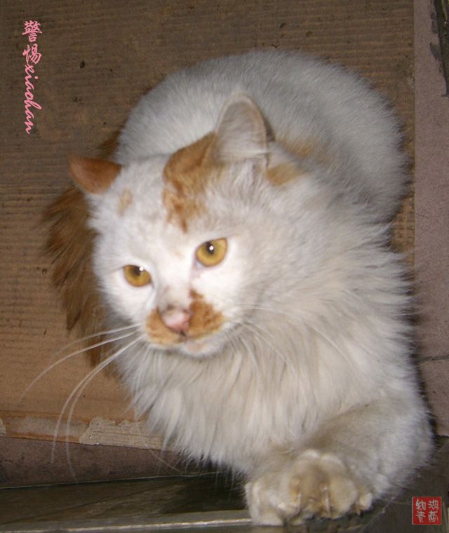 按此在新窗口浏览图片