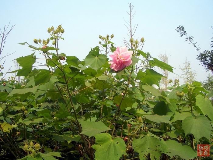 按此在新窗口浏览图片