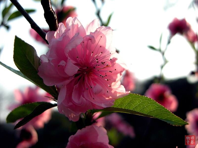 按此在新窗口浏览图片