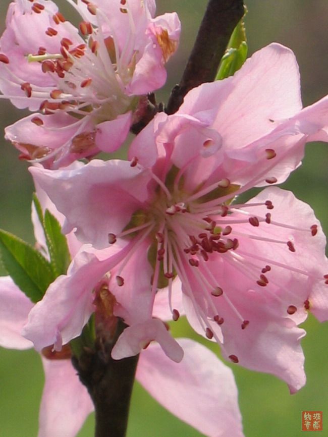 按此在新窗口浏览图片