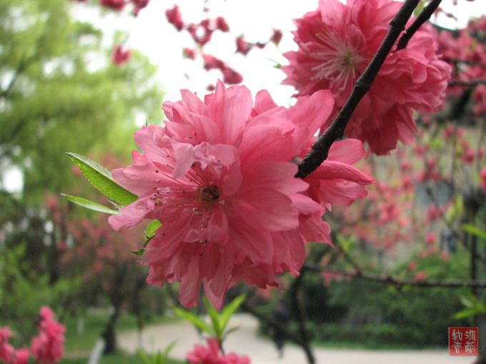 按此在新窗口浏览图片