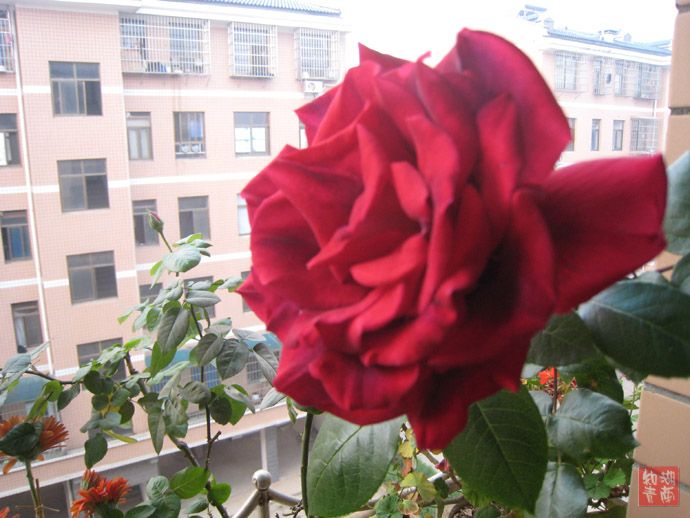 按此在新窗口浏览图片