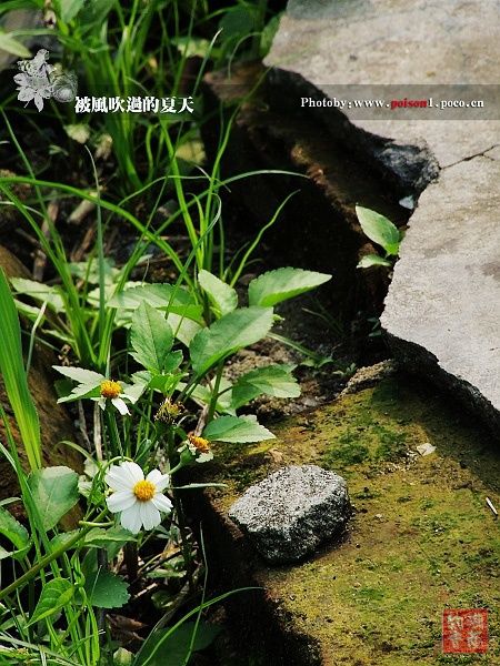 安乡知青 被风吹过的夏天