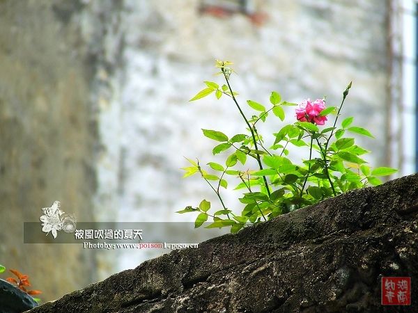 安乡知青 被风吹过的夏天