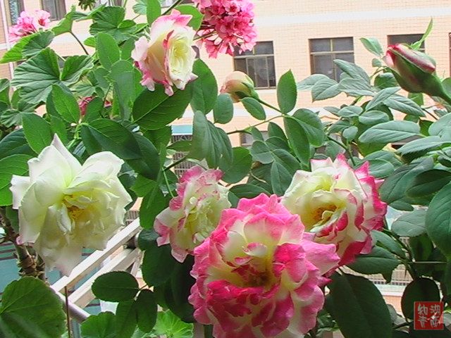 按此在新窗口浏览图片