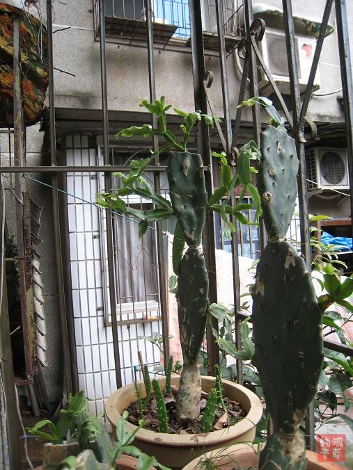 按此在新窗口浏览图片