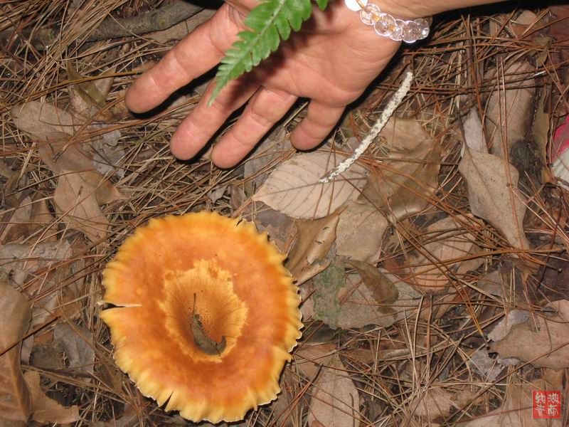 按此在新窗口浏览图片