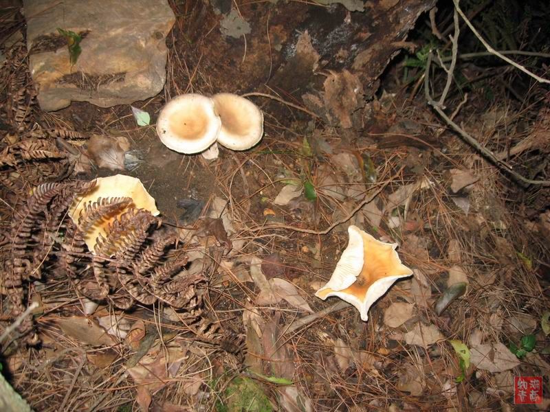 按此在新窗口浏览图片